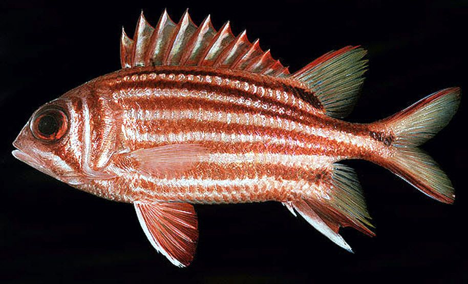 Sargocentron rubrum_04.jpg